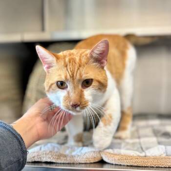 Beefy Five Layer Burrito -  Domestic Short Hair Cat for Adoption in Nashville, Indiana - Beefy Five Layer Burrito | PetCurious