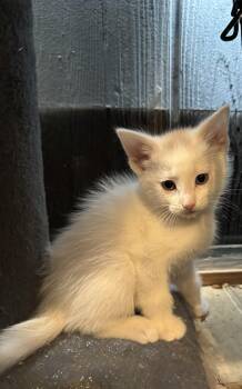 Show Business -  Domestic Short Hair Cat for Adoption in Fruit Heights, Utah - Show Business | PetCurious