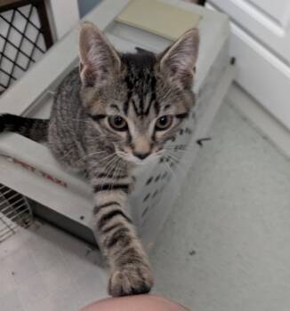 Rescue Domestic Short Hair Cats for Adoption in Greene, New York - Andy | PetCurious