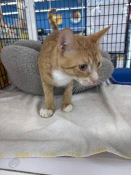 Simba -  Domestic Short Hair Cat for Adoption in St. Cloud, Florida - Simba | PetCurious