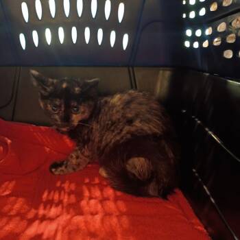 Canis -  Domestic Short Hair Cat for Adoption in Lynchburg, Virginia - Canis | PetCurious