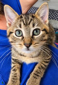 Duncan -  Domestic Short Hair Cat for Adoption in Menasha, Wisconsin - Duncan | PetCurious