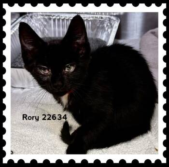 RORY -  Domestic Short Hair Cat for Adoption in Marietta, Georgia - RORY | PetCurious