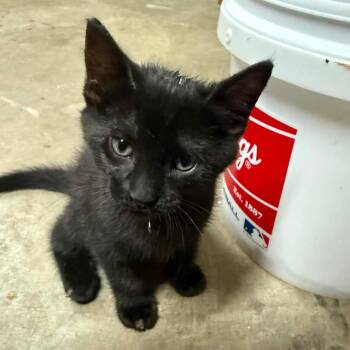 gus -  American Shorthair Cat Available for Adoption in Valdosta, Georgia - Gus | PetCurious