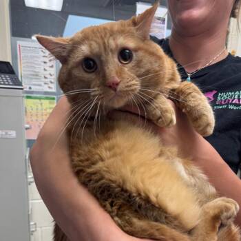 Mochi -  Domestic Short Hair Cat for Adoption in Murray, Utah - Mochi | PetCurious