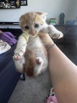 Domestic Short Hair Cats Available for Adoption in West Chester, Pennsylvania - Winny | PetCurious