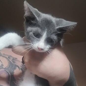 Jaws -  Domestic Short Hair Cat for Adoption in Layton, Utah - Jaws | PetCurious