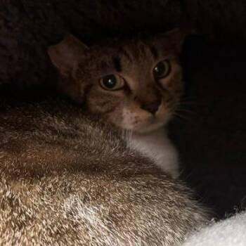 Dahlia -  Domestic Short Hair Cat for Adoption in Burlington, Ontario - Dahlia | PetCurious