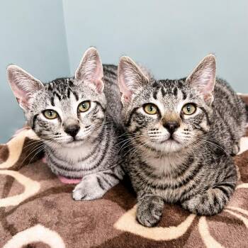 Capybara and Guinea Pig -  Domestic Short Hair Cat for Adoption in Pontiac, Michigan - Capybara And Guinea Pig | PetCurious
