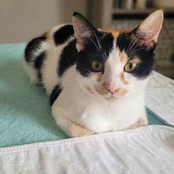Domestic Short Hair Cats Available for Adoption in Indianapolis, Indiana - Mavis | PetCurious