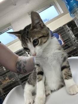Nori -  Domestic Short Hair Cat for Adoption in Cincinnati, Ohio - Nori | PetCurious