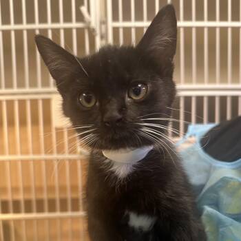 Lemur -  Domestic Short Hair Cat for Adoption in Westhampton, New York - Lemur | PetCurious