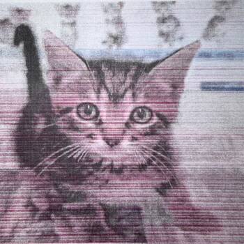 Dean -  Domestic Short Hair Cat for Adoption in San Antonio, Texas - Dean | PetCurious