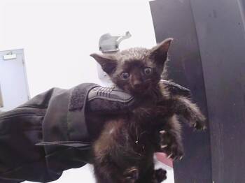 LOTUS -  Domestic Short Hair Cat for Adoption in Charlotte, North Carolina - LOTUS | PetCurious