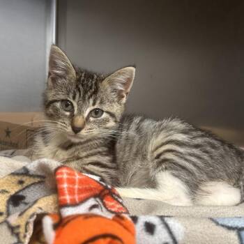 Skittles -  Domestic Short Hair Cat for Adoption in Newark, New Jersey - Skittles | PetCurious
