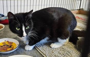 Domestic Short Hair Cats Available for Adoption in Murphysboro, Illinois - Mirabelle | PetCurious