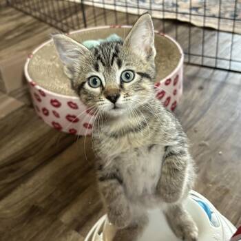 Domestic Short Hair Cats Available for Adoption in Colcord, Oklahoma - Aiko | PetCurious