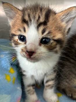 Marcel -  Domestic Short Hair Cat Available for Adoption in Hartsville, South Carolina - Marcel | PetCurious