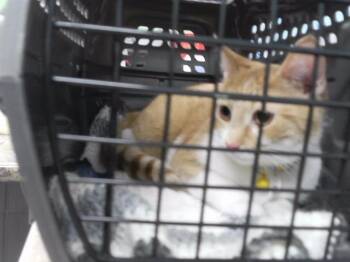 Domestic Short Hair Cats Available for Adoption - IVY | PetCurious