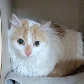 Domestic Long Hair Cats Available for Adoption in Providence, Rhode Island - Pastrami | PetCurious