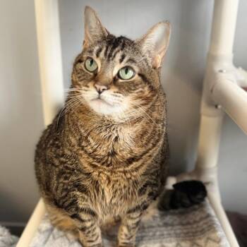 Domestic Short Hair Cats Available for Adoption in Buffalo, New York - Gorda | PetCurious