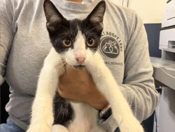 SCOOBY -  Domestic Short Hair Cat for Adoption in Doral, Florida - SCOOBY | PetCurious