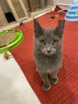 Domestic Medium Hair Cats Available for Adoption - Kenny | PetCurious