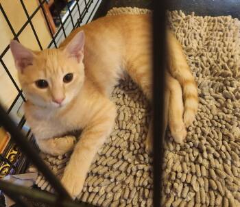 Ozzy -  Domestic Short Hair Cat for Adoption in Shippenville, Pennsylvania - Ozzy | PetCurious