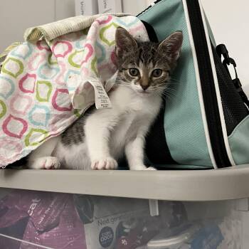 Domestic Short Hair Cats Available for Adoption in Hudsonville, Michigan - Cardigan | PetCurious