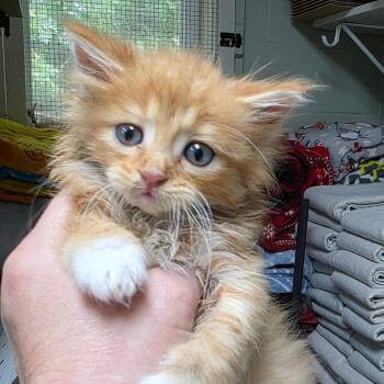 Brave -  Domestic Long Hair Cat for Adoption in Eureka Springs, Arkansas - Brave | PetCurious