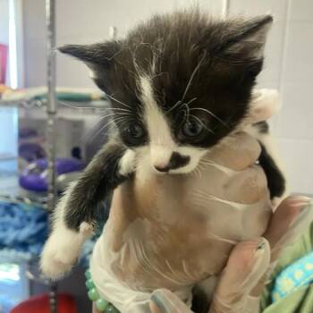 Domino -  Domestic Short Hair Cat for Adoption in South Elgin, Illinois - Domino | PetCurious