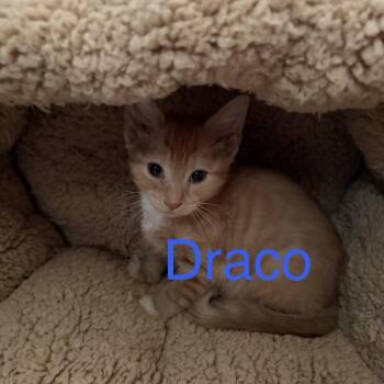 Draco -  Domestic Short Hair Cat for Adoption in Fredericksburg, Virginia - Draco | PetCurious