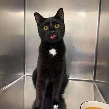 Happy Feet -  Domestic Short Hair Cat for Adoption in Winthrop, Maine - Happy Feet | PetCurious