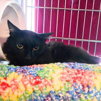 Rescue Domestic Long Hair Cats for Adoption in Nampa, Idaho - Mac Lir | PetCurious