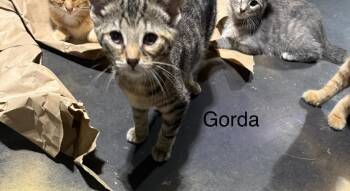 Gorda -  Domestic Short Hair Cat for Adoption in Johnson City, Tennessee - Gorda | PetCurious