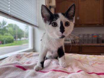 Domestic Short Hair Cats Available for Adoption in Powell, Ohio - Popeye | PetCurious
