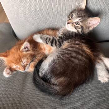Ellipse -  Domestic Medium Hair Cat for Adoption in Westminster, California - Ellipse | PetCurious