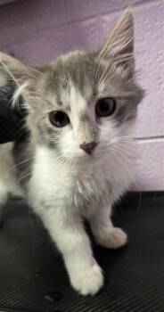 Domestic Long Hair Cats Available for Adoption - 60541756 | PetCurious