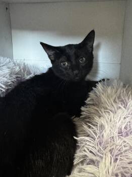 Rescue Domestic Short Hair Cats for Adoption in Aiea, Hawaii - Dinky | PetCurious