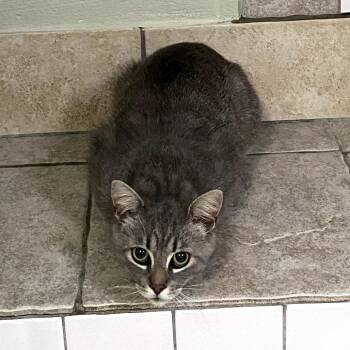 Domestic Short Hair Cats Available for Adoption in Eureka Springs, Arkansas - Trip | PetCurious