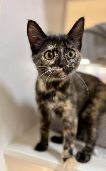 Primrose (needs to be adopted with littermate) -  Domestic Short Hair Cat for Adoption in Oakland, California - Primrose (needs To Be Adopted With Littermate) | PetCurious