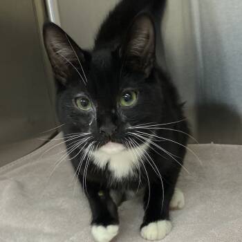 Rescue Domestic Short Hair Cats for Adoption in Winston-salem, North Carolina - Jason | PetCurious