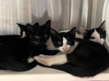 JILLIAN -  Domestic Short Hair Cat for Adoption in Tustin, California - JILLIAN | PetCurious