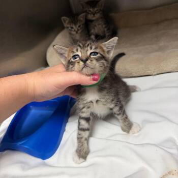 Ryan -  Domestic Short Hair Cat for Adoption in Donalsonville, Georgia - Ryan | PetCurious