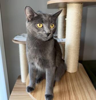 Storm -  Domestic Short Hair Cat for Adoption in Maineville, Ohio - Storm | PetCurious