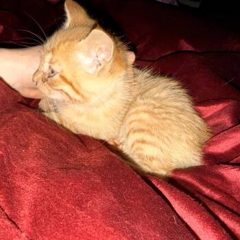Cricket -  Domestic Short Hair Cat for Adoption in Ringtown, Pennsylvania - Cricket | PetCurious
