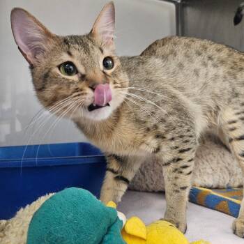 Rescue Bengal Cats for Adoption in Grantsville, Utah - Cass Aka Cassanova | PetCurious