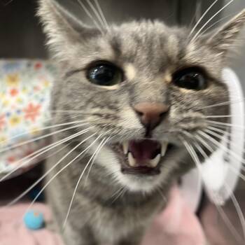 Marlo -  Domestic Medium Hair Cat for Adoption in Fort Wayne, Indiana - Marlo | PetCurious