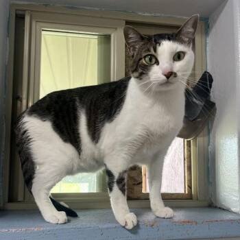 Tow Mater -  Domestic Short Hair Cat for Adoption in Driggs, Idaho - Tow Mater | PetCurious