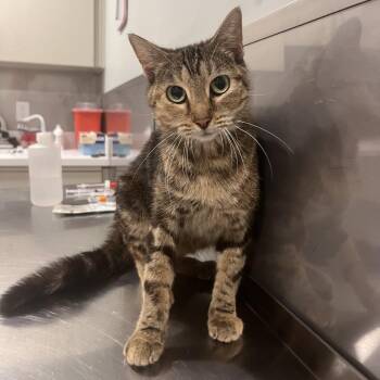 Ice Cream -  Domestic Short Hair Cat for Adoption in Washburn, Missouri - Ice Cream | PetCurious